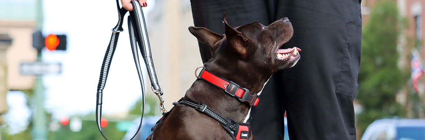 walkright control dog harness