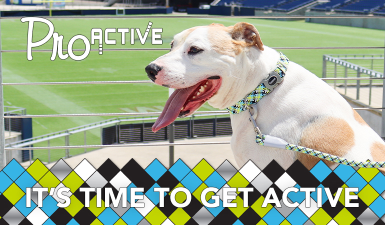 Promotional banner reading ‘It’s Time to Get Active — PROACTIVE’ shows a dog on a leash at a sports stadium, with a blue, green, and black geometric pattern in the background.