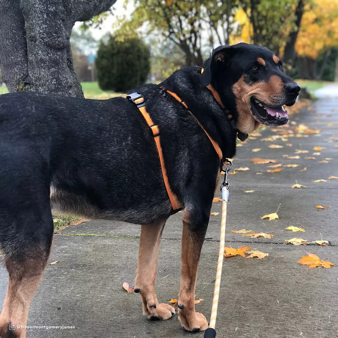 A black dog is outdoors wearing a tan rope leash attached to its collar. The leash is a braided rope design in a golden‑tan color with reflective strands woven throughout. A silver snap connects the leash to the collar. The dog is standing on a pathway with autumn foliage and soft natural light.