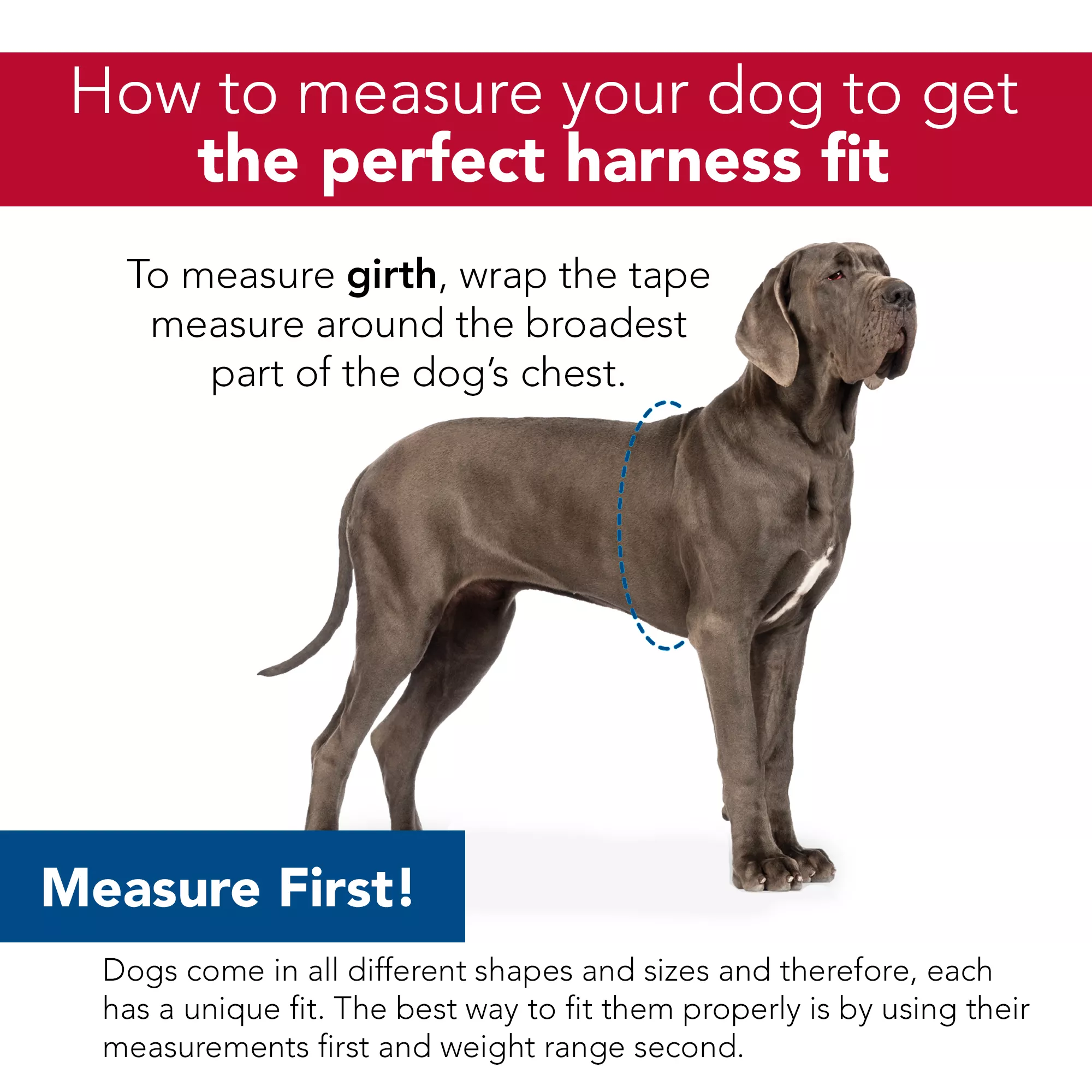 A square instructional graphic shows a dog standing in profile facing left on a white background. The dog has a short, smooth gray coat and a large, lean build. A blue curved line is drawn around the widest part of the dog’s chest to demonstrate the measurement area. At the top of the graphic, inside a red banner, white text reads: “How to measure your dog to get the perfect harness fit.”
Below the banner, black text reads:
“To measure girth, wrap the tape measure around the broadest part of the dog’s chest.”
A blue rectangular label near the bottom left of the graphic contains white text that reads: “Measure First!”
Beneath that, centered black text reads:
“Dogs come in all different shapes and sizes and therefore, each has a unique fit. The best way to fit them properly is by using their measurements first and weight range second.”
The design uses a combination of red, blue, white, and black elements with clean, simple typography.