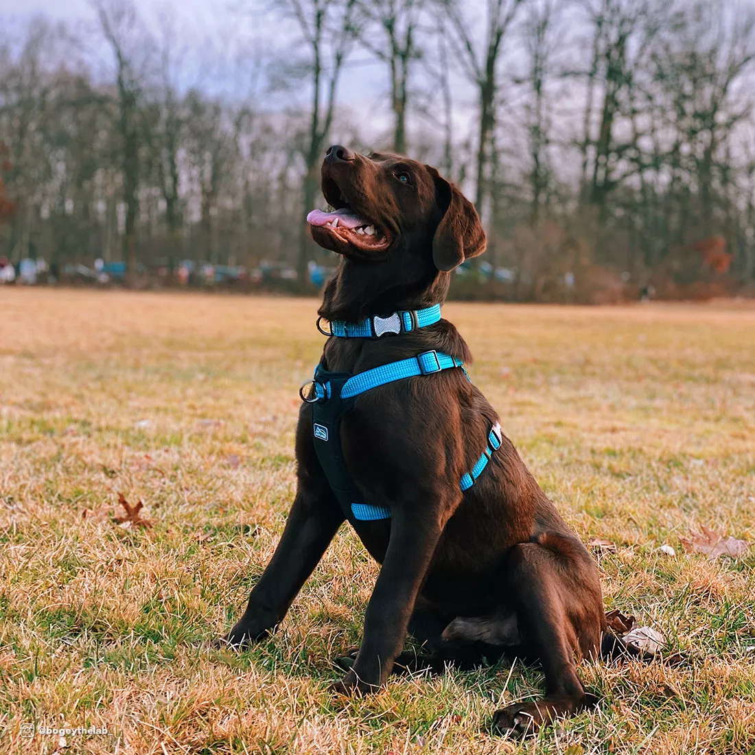 A brown dog is outdoors wearing a teal reflective front‑connect harness. The harness features teal woven straps with reflective stitching and a black padded chest panel. A metal D‑ring at the front connects to a teal leash. The dog sits on grass with trees and overcast daylight in the background.