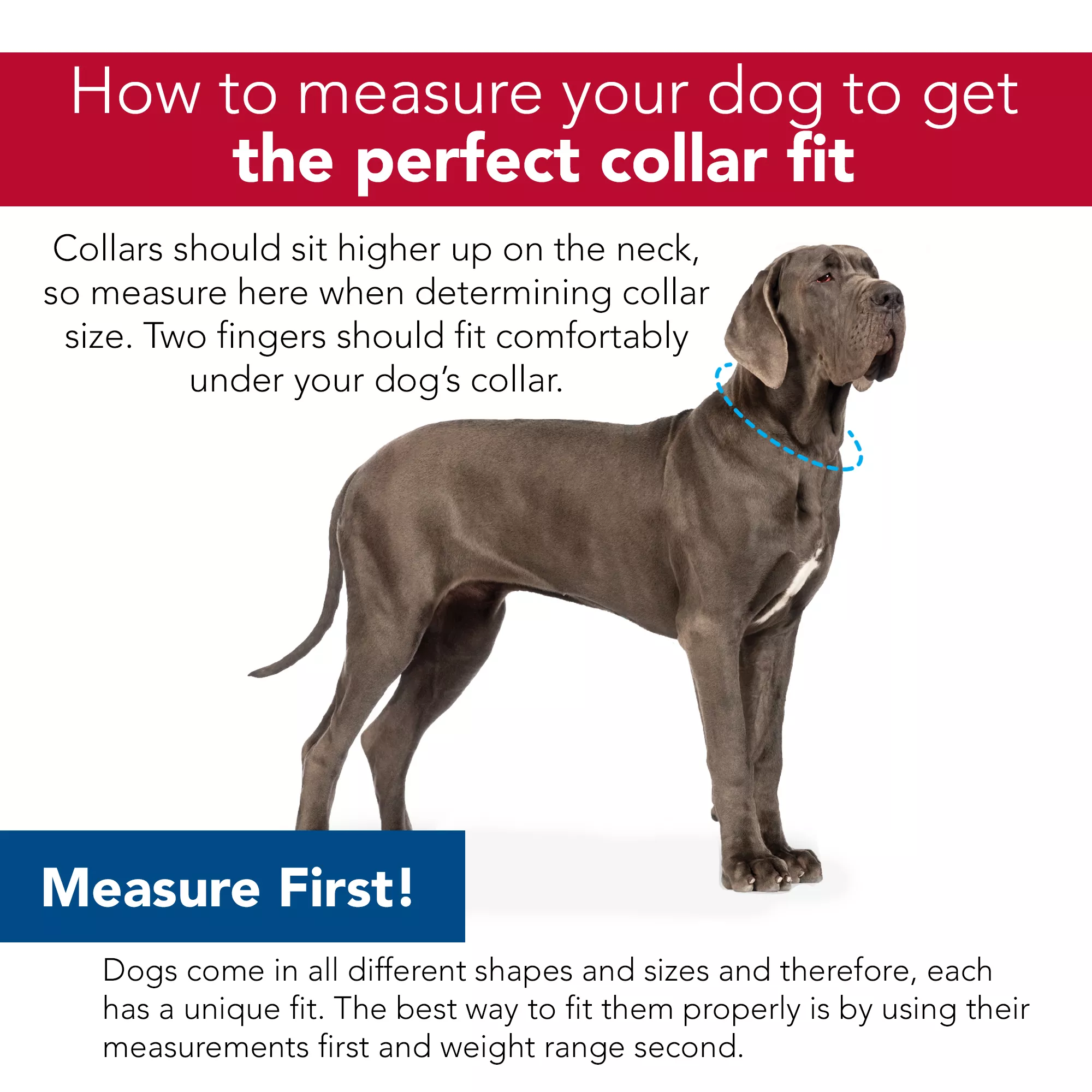 Instructional graphic titled ‘How to measure your dog to get the perfect collar fit,’ featuring a full‑body photo of a large gray dog with a blue measuring line drawn around the upper portion of its neck. Text explains that collars should sit higher on the neck and that two fingers should fit comfortably under the collar when determining size. A blue banner labeled ‘Measure First!’ appears below, followed by additional text noting that dogs vary in shape and size, and the best way to choose the right collar is by measuring their neck width and weight range.