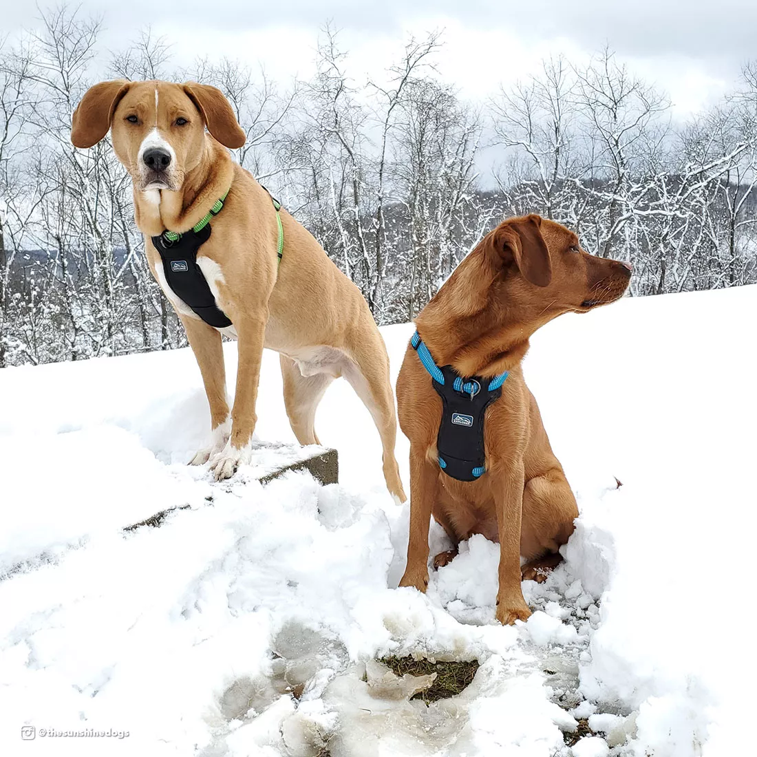 Two dogs are standing outdoors in snow, each wearing a reflective front‑connect harness. The dog on the left is wearing a green harness and the dog on the right is wearing a light blue harness. The harnesses feature  woven straps with reflective stitching and padded black chest panels. Each harness includes a metal D‑ring at the front where teal leashes are attached. The background includes snowy ground and bare trees.