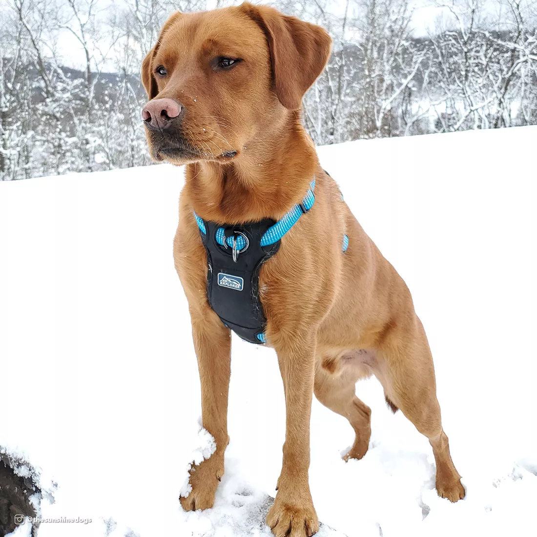 A golden‑colored dog is outdoors wearing a teal reflective front‑connect harness. The harness includes teal woven straps with reflective stitching and a black padded chest panel. A metal D‑ring at the front connects to a teal leash. The background includes snow-covered ground and blurred winter scenery.